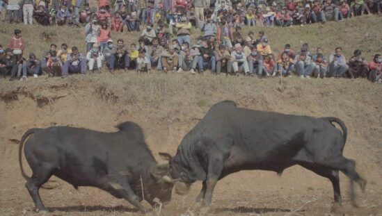 Goru Parwa – Ox Fiesta