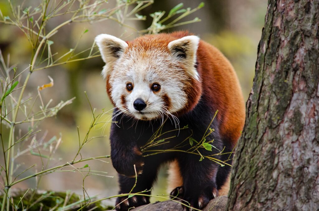  little-panda