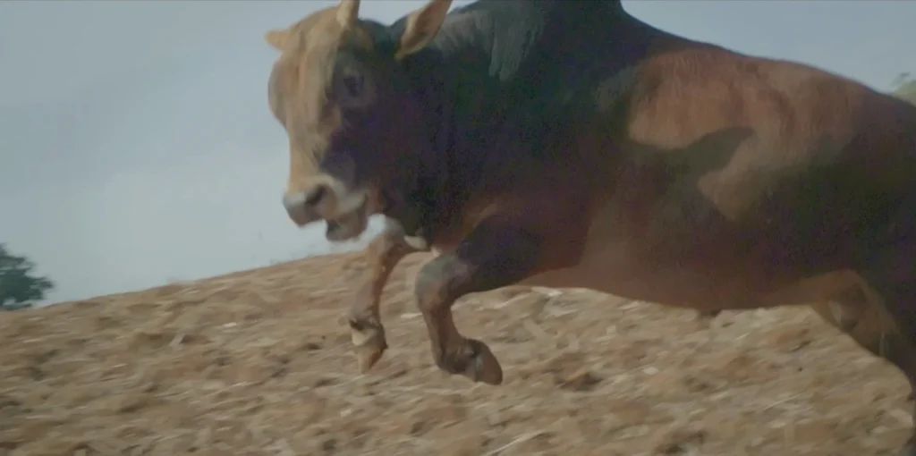 Goru Parwa ox fiesta