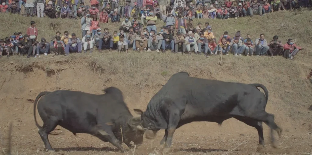 Goru Parwa ox fiesta